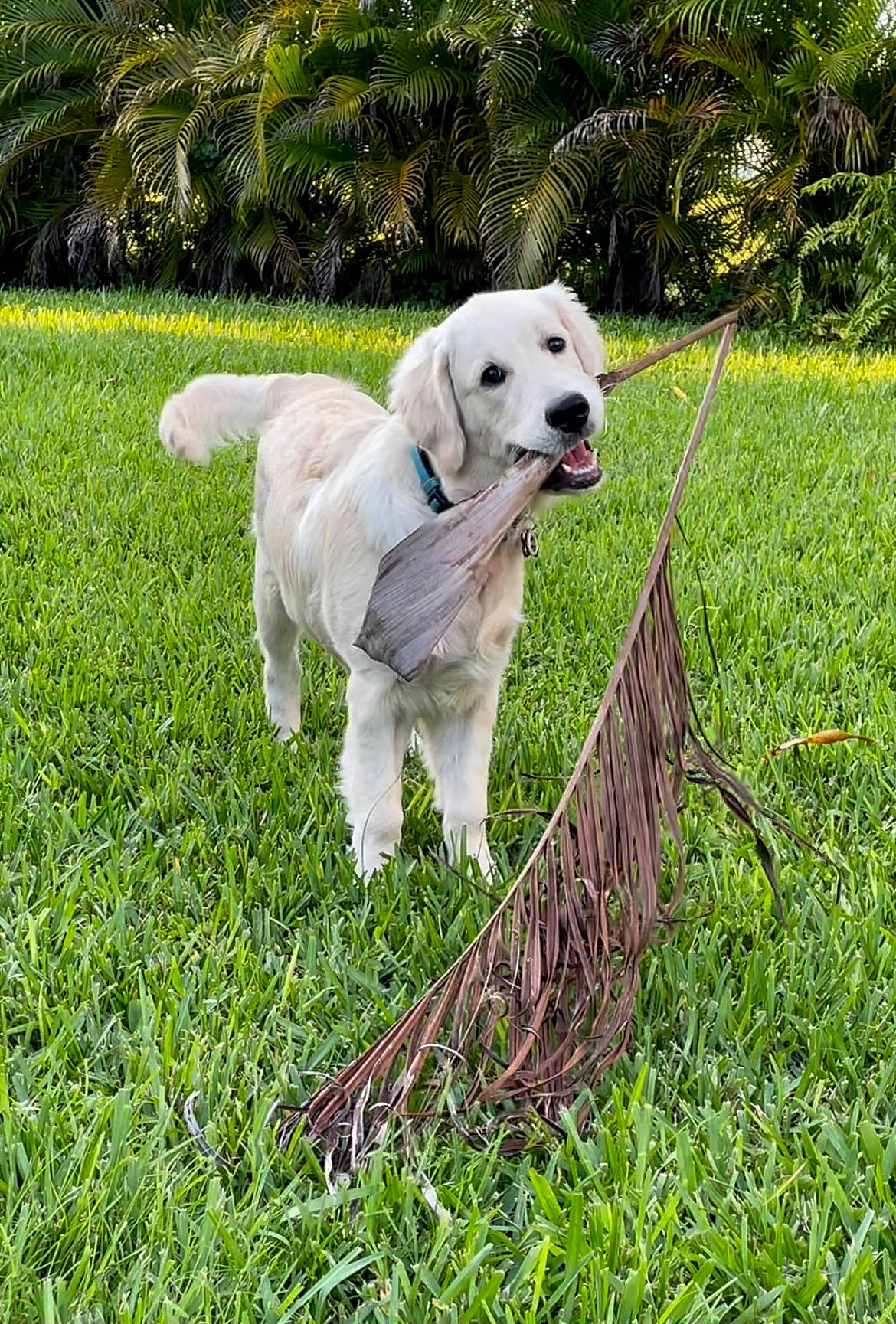 Sonny Blue joined the competition — help win amazing prizes! carnivore, chair, collar, companion_dog, dog, dog_breed, fawn, grass, grass_family, grassland, gun_dog, lawn, livestock_guardian_dog, people_in_nature, pet_supply, plant, sporting_group, tail, tree, working_animal