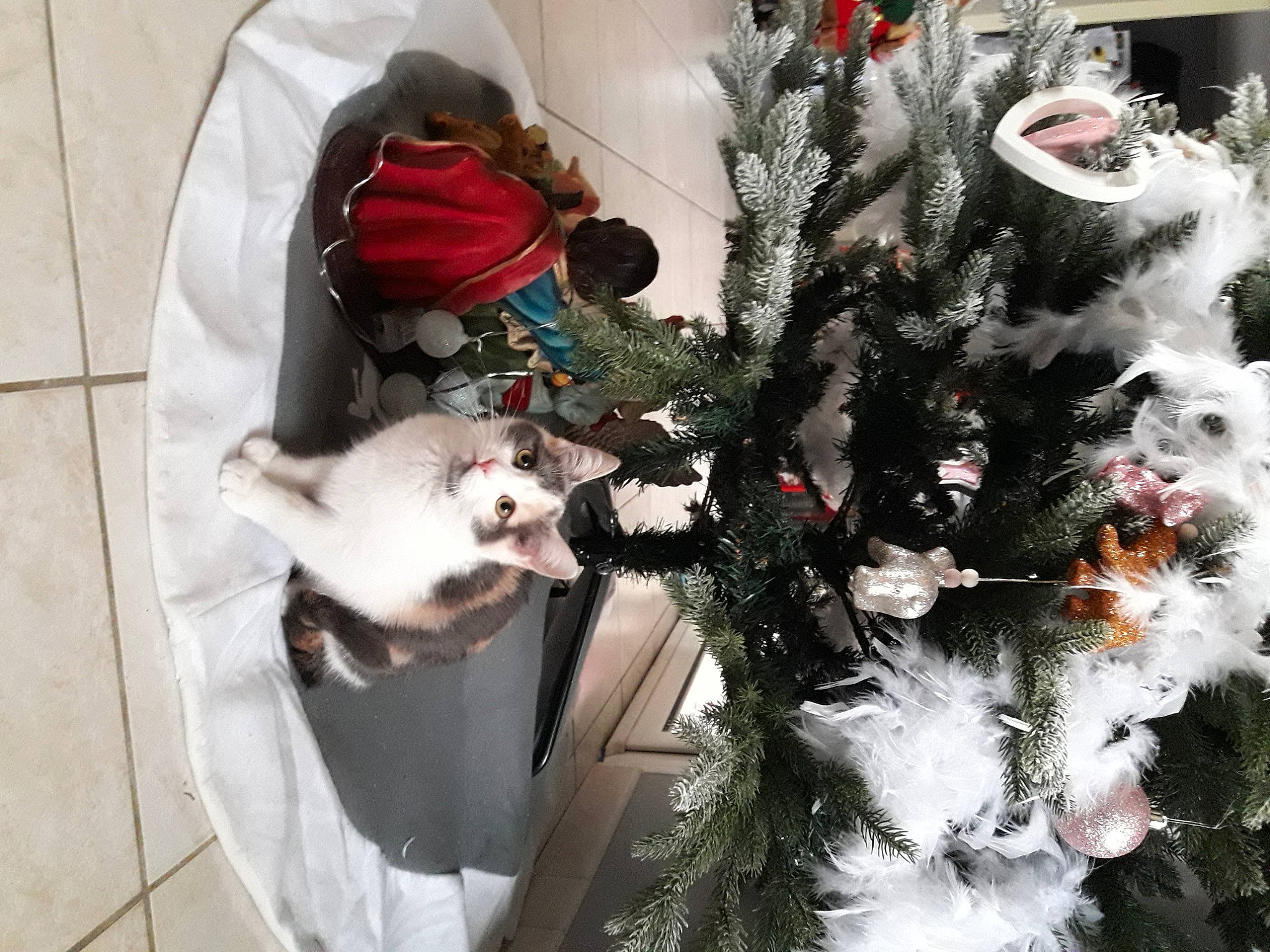 Chloe a rejoint le concours — aidez-le/la à gagner de superbes lots ! branch, carnivore, christmas, christmas_decoration, christmas_eve, christmas_ornament, christmas_tree, conifer, event, evergreen, felidae, fur, holiday, holiday_ornament, ornament, plant, tradition, tree, window, winter