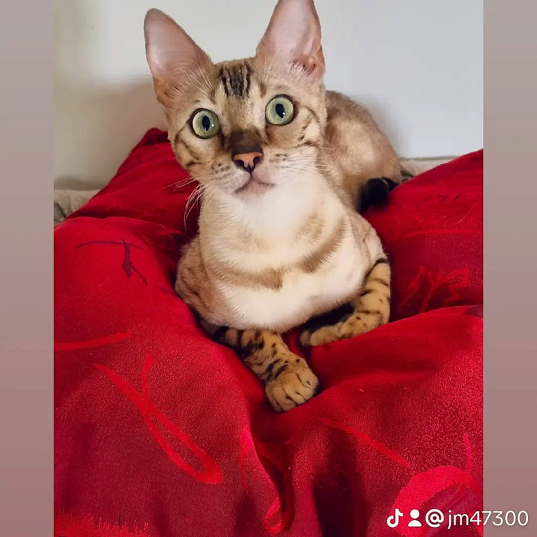 Chloe a rejoint le concours — aidez-le/la à gagner de superbes lots ! carnivore, cat, cat_supply, comfort, domestic_short_haired_cat, felidae, fur, linens, magenta, pattern, paw, pet_supply, photo_caption, sitting, small_to_medium_sized_cats, tail, toy, whiskers
