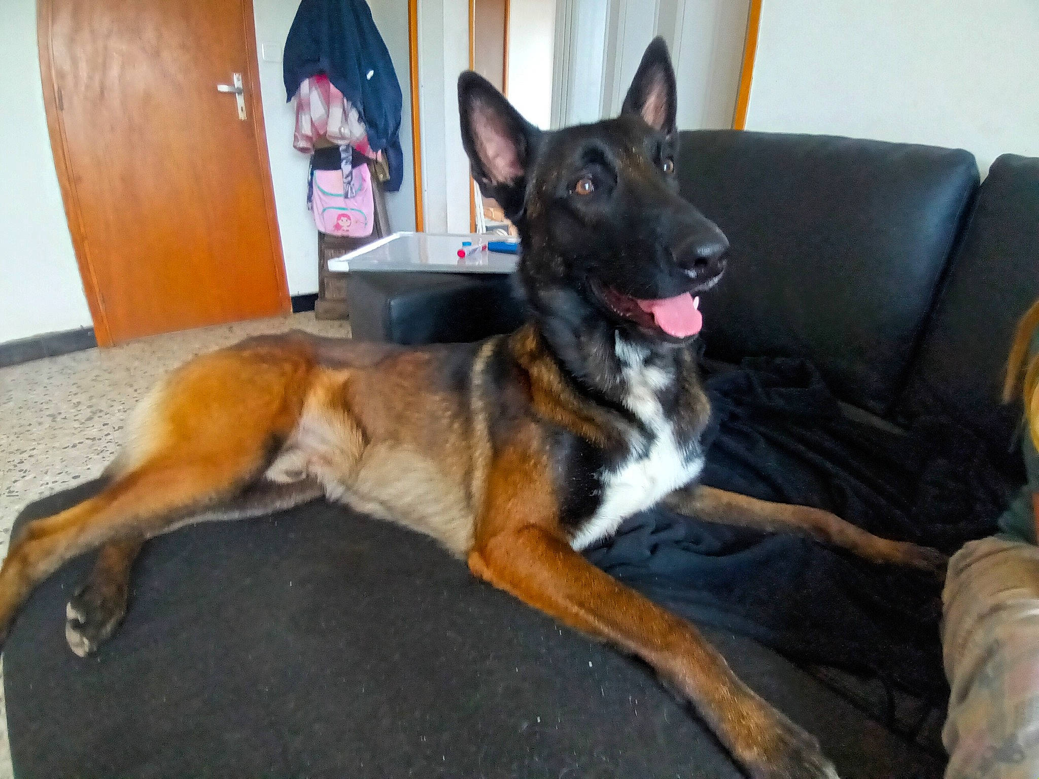 Naykho a rejoint le concours — aidez-le/la à gagner de superbes lots ! canidae, carnivore, collar, comfort, companion_dog, couch, dog, dog_breed, dog_supply, door, east_european_shepherd, fawn, german_shepherd_dog, herding_dog, old_german_shepherd_dog, snout, sporting_group, tail, working_animal, working_dog