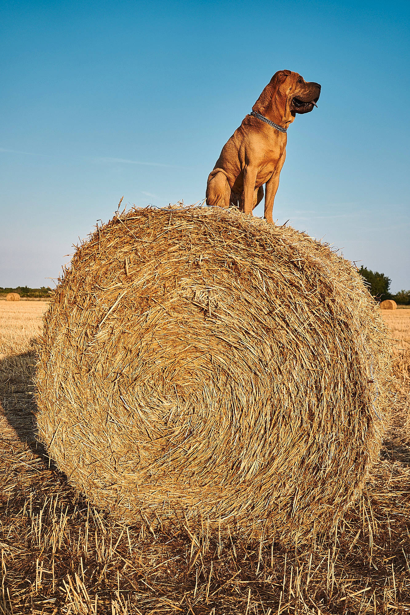 Golden participe au concours pour gagner de l'argent avec cette photo : agriculture, canidae, carnivore, dog, farm, fawn, field, golden_retriever, grass_family, grassland, harvest, hay, plant, sporting_group, straw