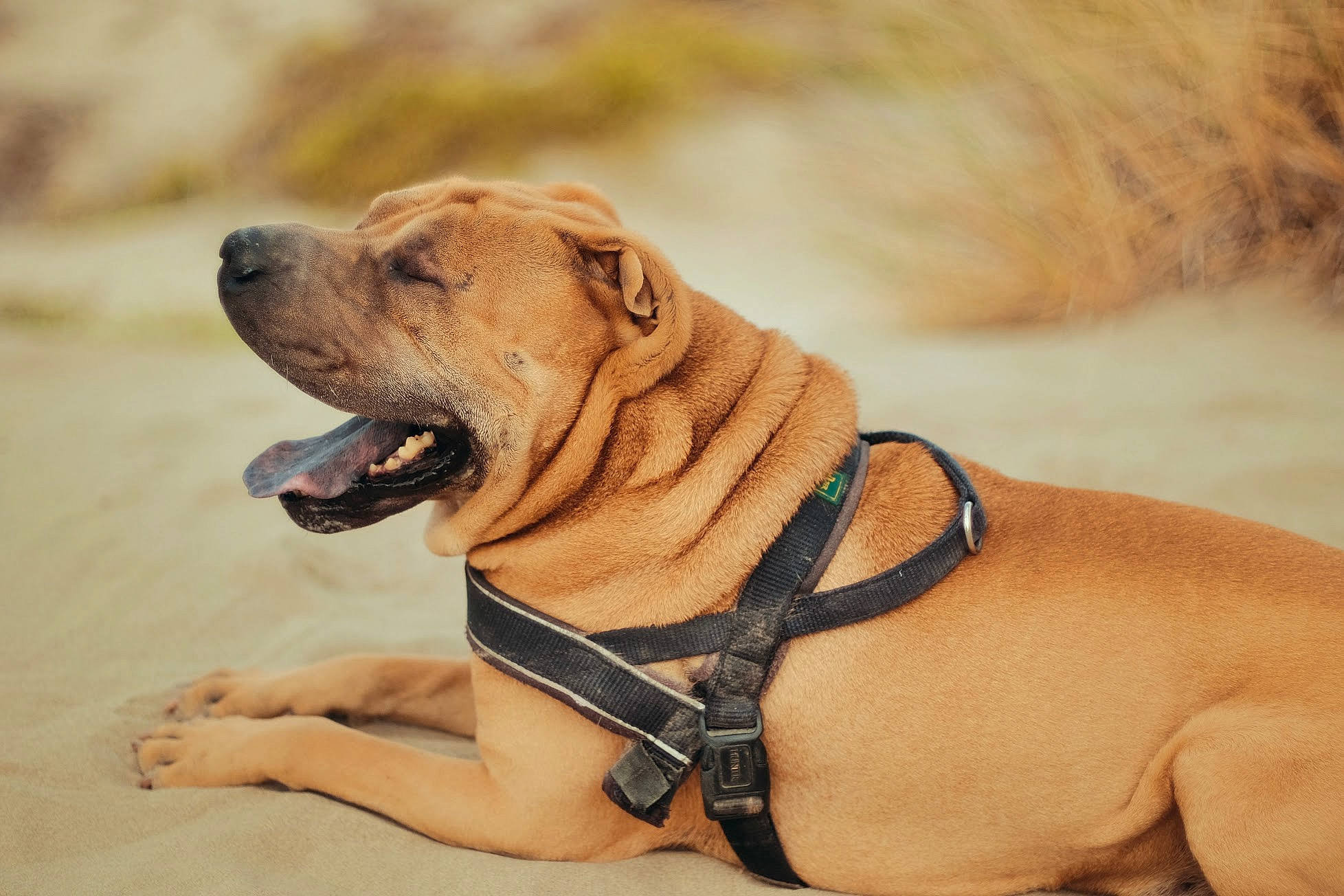 Golden a rejoint le concours — aidez-le/la à gagner de superbes lots ! ancient_dog_breeds, boerboel, canidae, carnivore, companion_dog, dog, dog_breed, fawn, fila_brasileiro, korean_mastiff, mammal, molosser, non_sporting_group, ori_pei, perro_de_presa_mallorquin, rare_breed_dog, shar_pei, snout, tosa, vertebrate