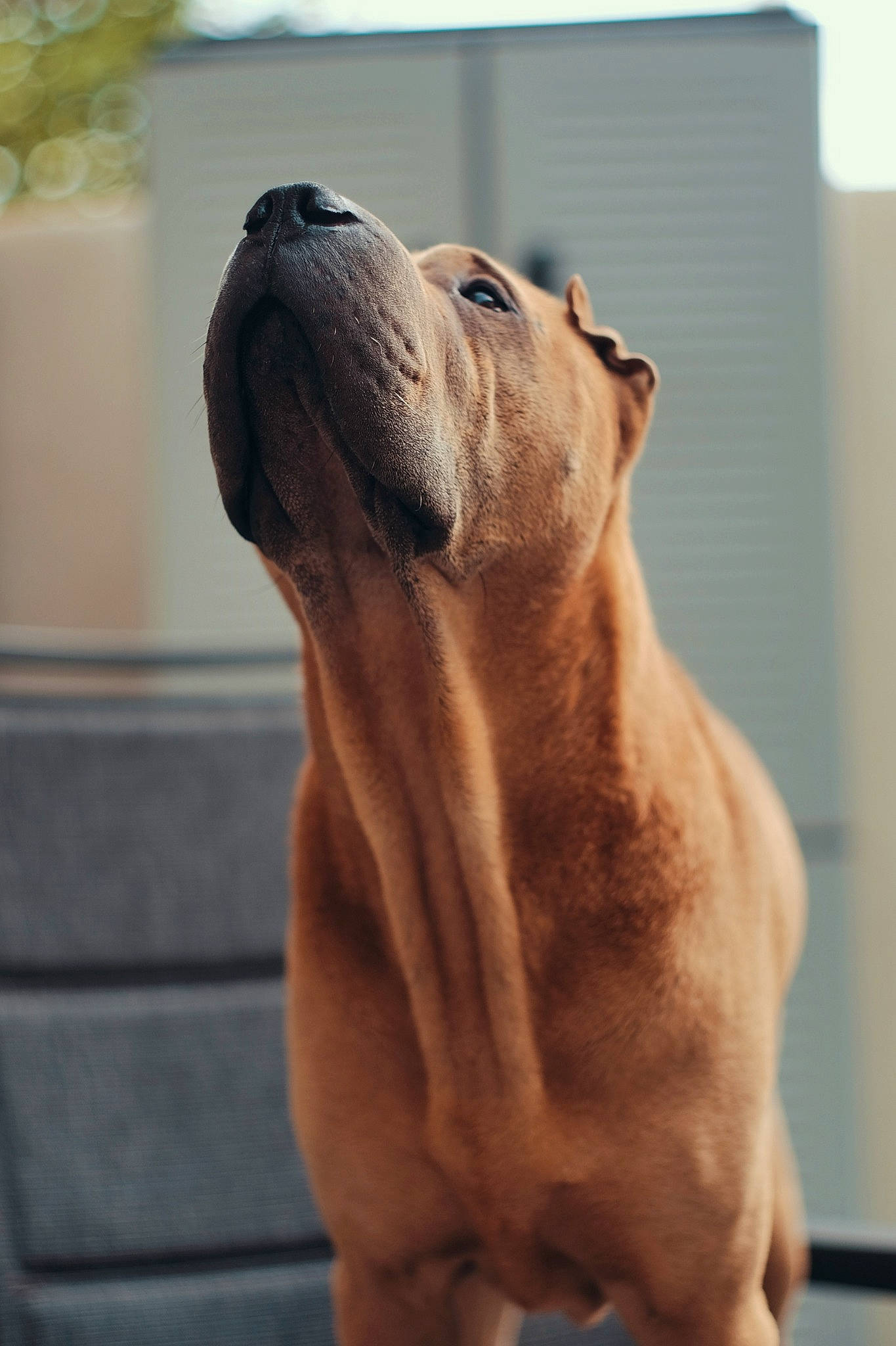 Golden a rejoint le concours — aidez-le/la à gagner de superbes lots ! ancient_dog_breeds, boerboel, bulldog, canidae, carnivore, dog, dog_breed, fawn, korean_mastiff, mammal, molosser, non_sporting_group, old_english_bulldog, olde_english_bulldogge, ori_pei, shar_pei, snout, vertebrate, wrinkle