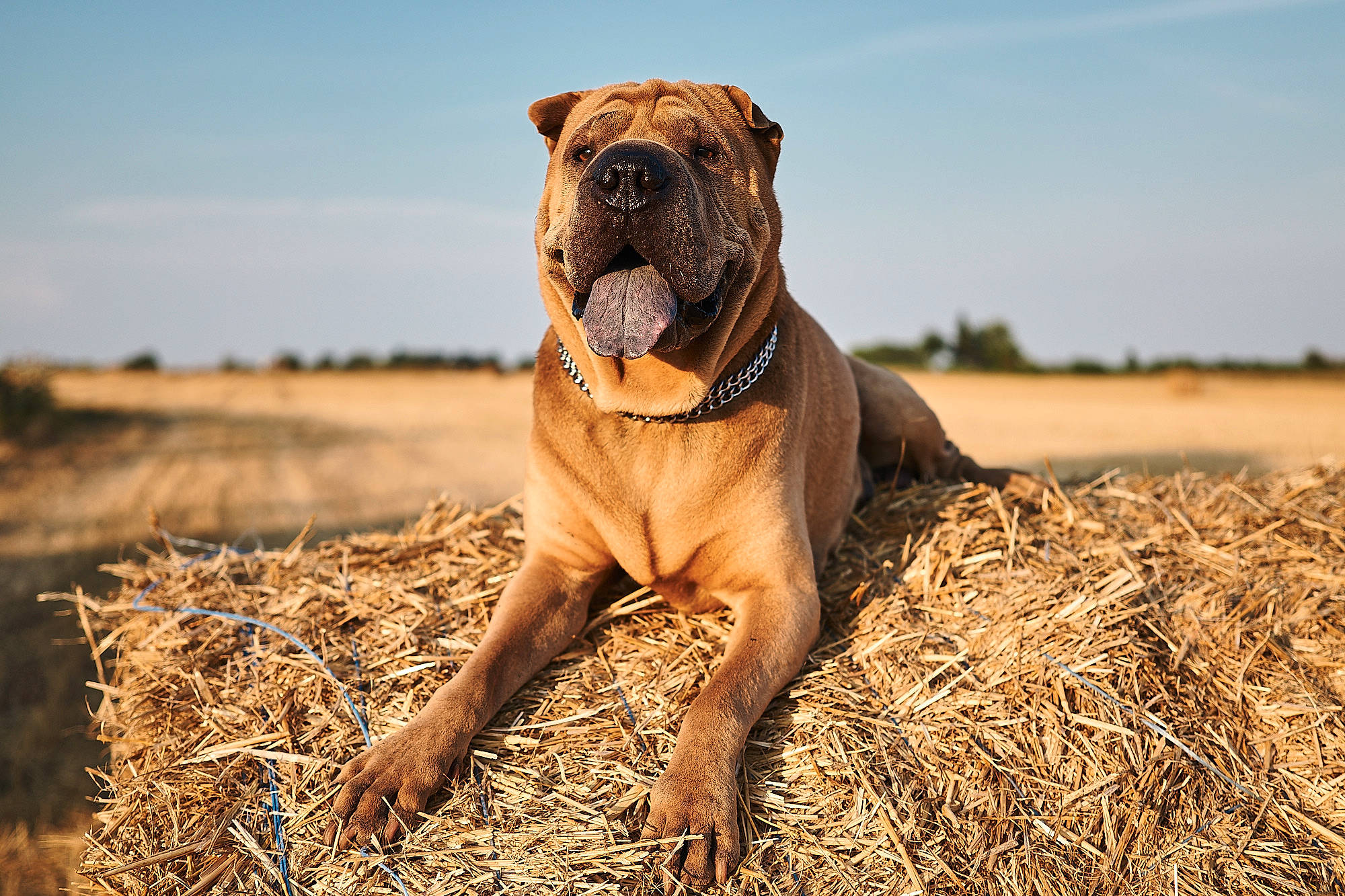 Golden a rejoint le concours — aidez-le/la à gagner de superbes lots ! boerboel, bullmastiff, canidae, carnivore, dog, dog_breed, english_mastiff, fawn, guard_dog, mammal, molosser, perro_de_presa_canario, perro_de_presa_mallorquin, rare_breed_dog, shar_pei, snout, sporting_group, tosa, vertebrate