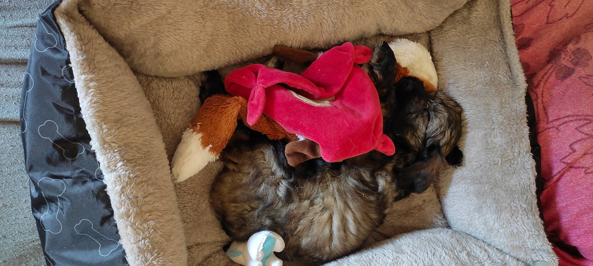 Harley participe au concours pour gagner de l'argent avec cette photo : bed, canidae, carnivore, cat, cat_supply, comfort, companion_dog, dog_breed, fawn, felidae, fur, linens, liver, magenta, nap, pet_supply, small_to_medium_sized_cats, sporting_group, tail, toy