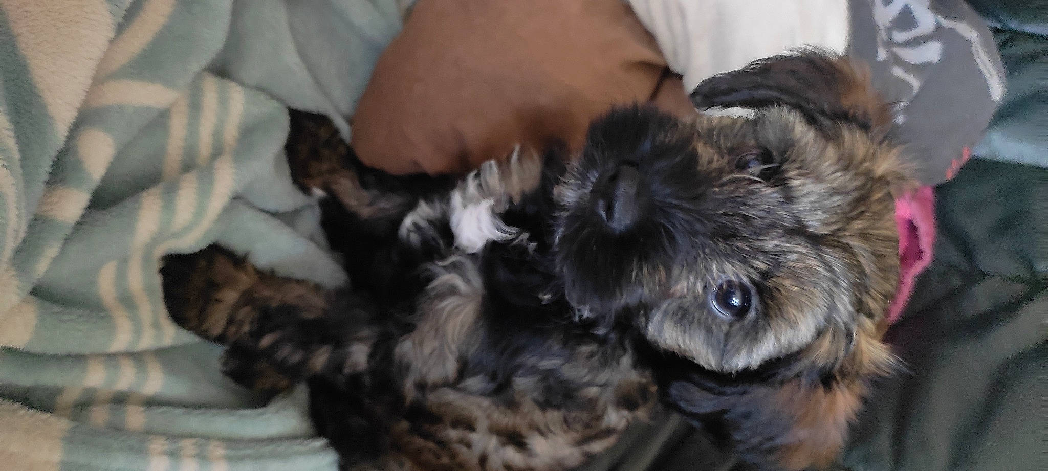 Harley participe au concours pour gagner de l'argent avec cette photo : canidae, carnivore, comfort, companion_dog, dog, dog_breed, dog_supply, ear, fawn, felidae, fur, liver, shih_poo, small_terrier, snout, sporting_group, terrier, toy_dog, whiskers, working_animal