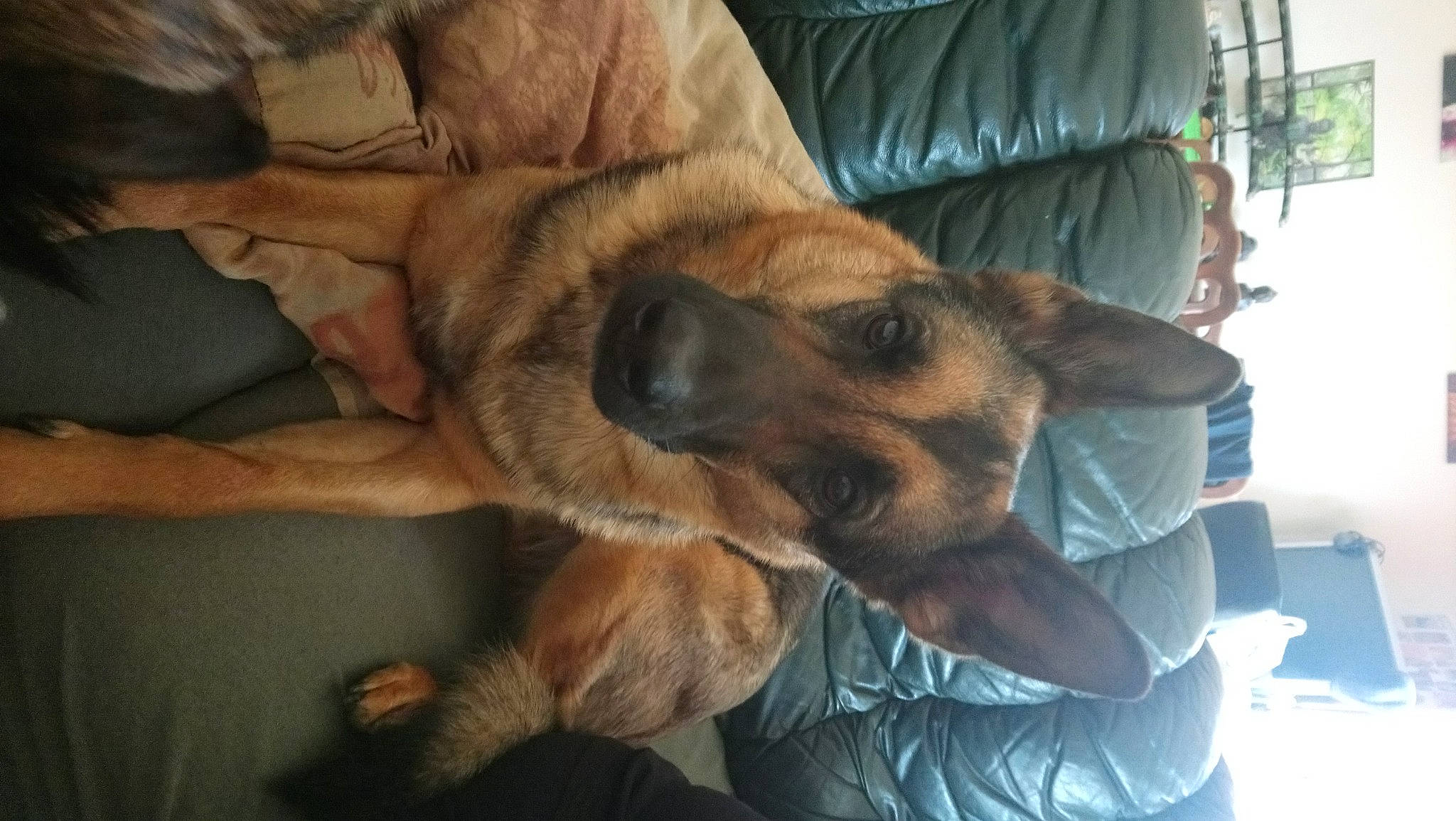 Lassie participe au concours pour gagner de l'argent avec cette photo : canidae, carnivore, claw, comfort, companion_dog, dog, dog_breed, fawn, fur, german_shepherd_dog, old_german_shepherd_dog, paw, snout, sporting_group, terrestrial_animal, working_dog