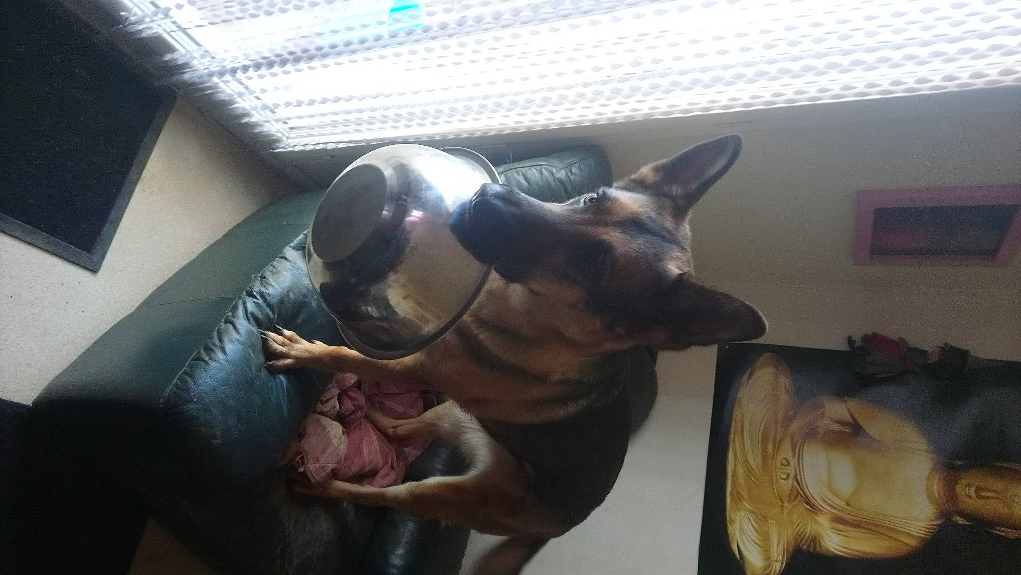 Lassie a rejoint le concours — aidez-le/la à gagner de superbes lots ! art, bronze_sculpture, canidae, carnivore, companion_dog, dog, dog_breed, ear, fawn, fun, guard_dog, jaw, metal, non_sporting_group, sculpture, snout, sporting_group, visual_arts, whiskers, working_animal