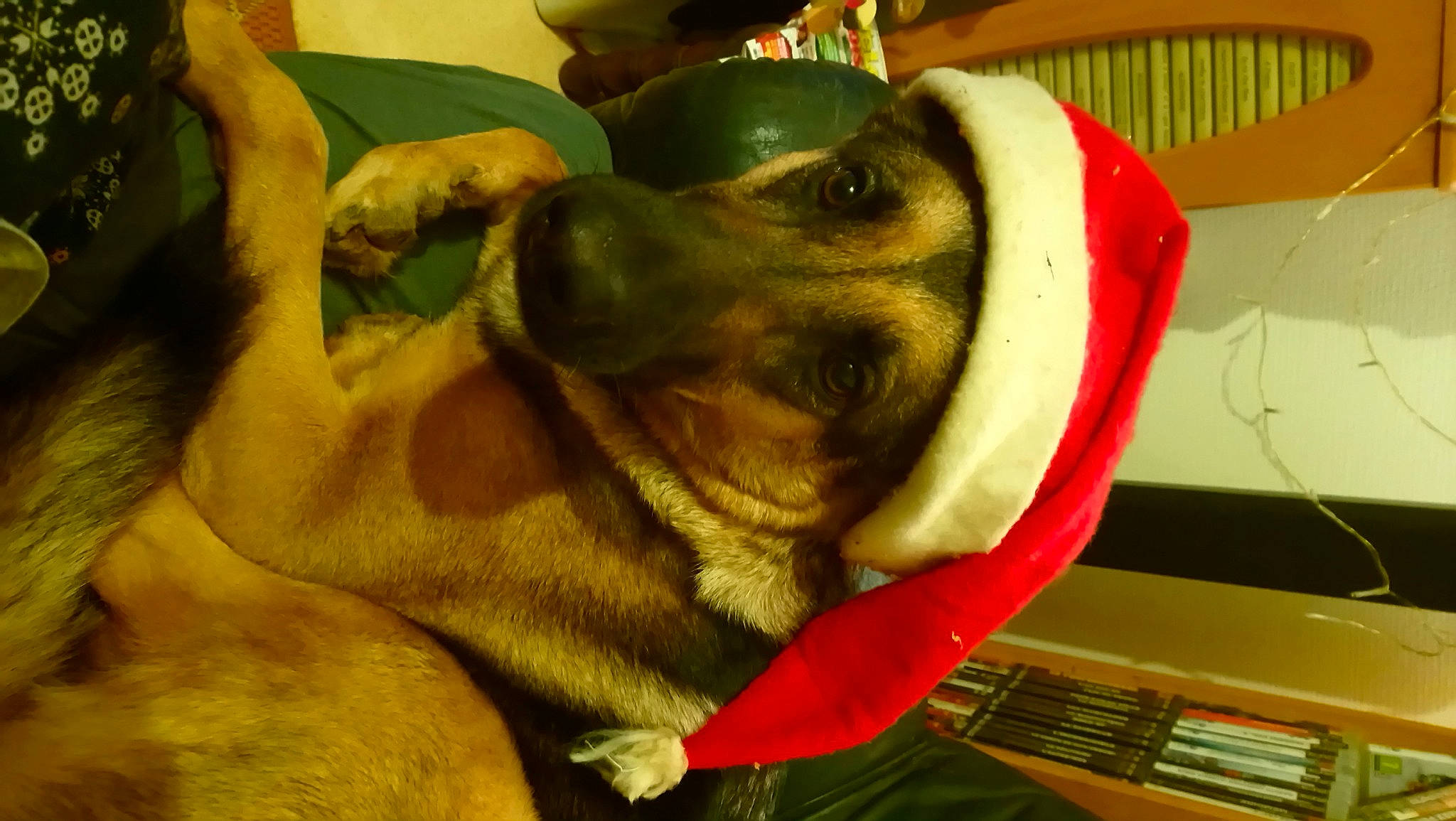 Lassie participe au concours pour gagner de l'argent avec cette photo : canidae, carnivore, collar, comfort, companion_dog, dog, dog_breed, dog_collar, dog_supply, ear, fawn, fur, guard_dog, jaw, paw, snout, sporting_group, whiskers, working_animal, wrinkle