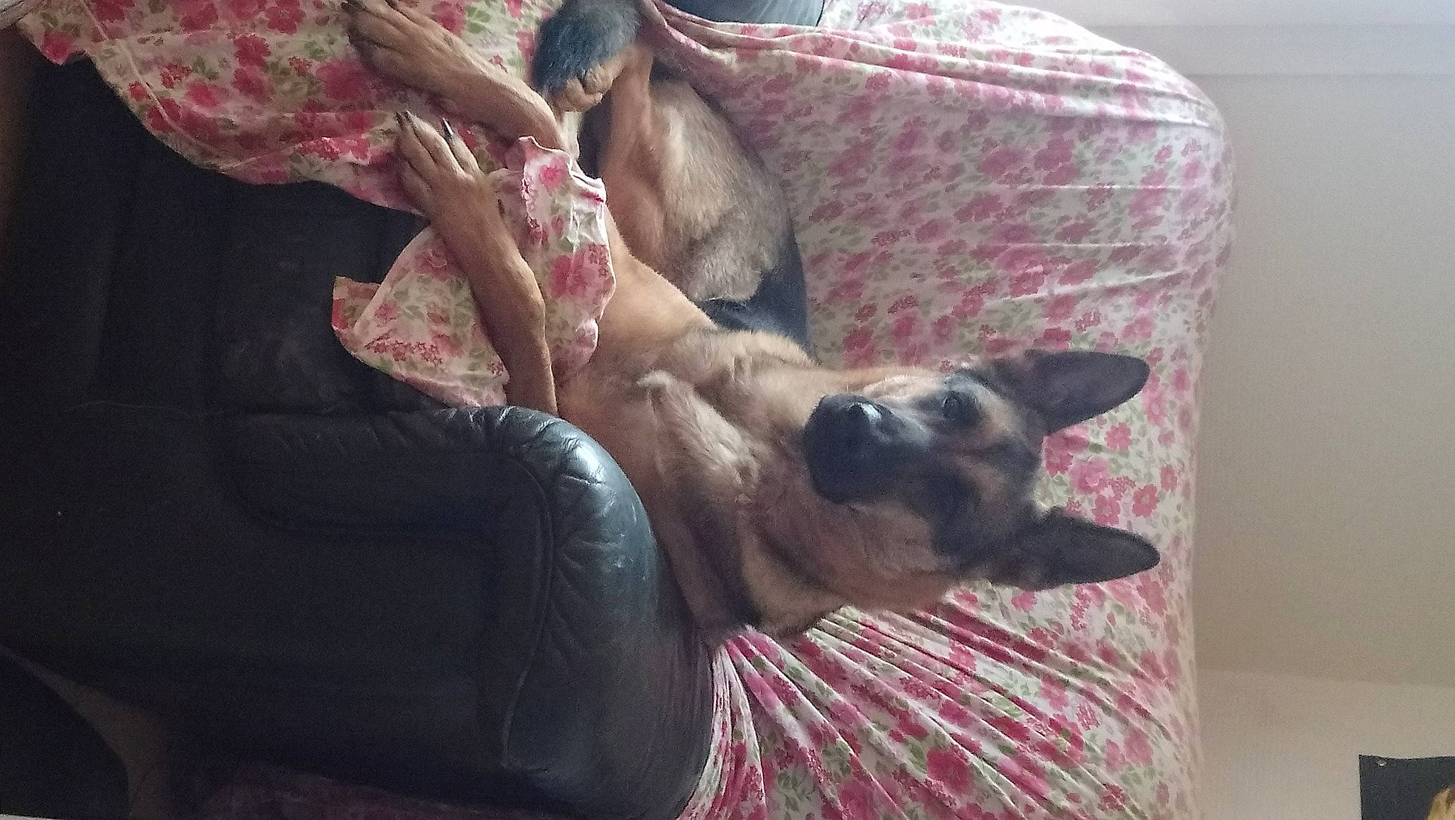 Lassie participe au concours pour gagner de l'argent avec cette photo : bed, canidae, carnivore, comfort, companion_dog, couch, dog, dog_breed, fawn, felidae, fur, linens, pink, siamese, small_to_medium_sized_cats, sporting_group, textile, toy_dog, whiskers, working_animal