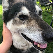 Kevin joined the competition — help win amazing prizes! animal, black_and_white, canine, chair, close_up, daylight, dog, ears, friendly, fur, garden, grass, hand, happy, muzzle, nature, outdoor, pet, smile, tongue