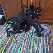 Sable joined the competition — help win amazing prizes! animal, black_cat, blurred, cat, decoration, dim_lighting, domestic_cat, fake_spider, feline, floor, flooring, hiding, home, indoor, pet, playful, spooky, striped_rug, toy, wooden_cabinet