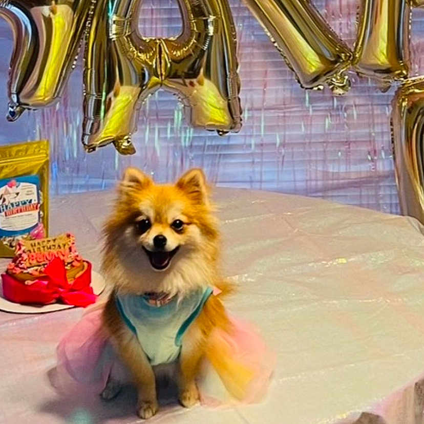 Annie is registered to the contest to win money with this photo: animal, balloon, canine, cream, diningtable, dog, eskimodog, face, furniture, head, indoors, interiordesign, people, person, pet, photography, portrait, puppy, table, text