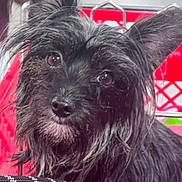 Izzy joined the competition — help win amazing prizes! dog, black_dog, scruffy, shopping_cart, pet, animal, fur, ears, eyes, closeup, portrait, curious, indoors, metal, red_cart, snout, whiskers, canine, cute, furry