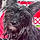 Izzy