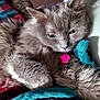 Zoe is registered to the contest to win money with this photo: animal, blanket, cat, closeup, comfort, cozy, cute, domestic_cat, feline, fluffy, fur, gray_cat, indoor, pet, relaxed, resting, sleepy, soft, tag, whiskers