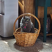 Zoe is registered to the contest to win money with this photo: basket, carpet, cat, collar, cozy, curious, domestic_animal, floor, fluffy, furniture, gray_cat, green_eyes, home, indoor, natural_light, pet, relaxed, sitting, tag, wooden_furniture