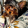Oliver joined the competition — help win amazing prizes! dog, puppy, small_dog, yorkshire_terrier, pet, animal, ears, fur, blanket, floral_pattern, cozy, cute, indoor, snuggle, curious, face, brown, black, white, soft