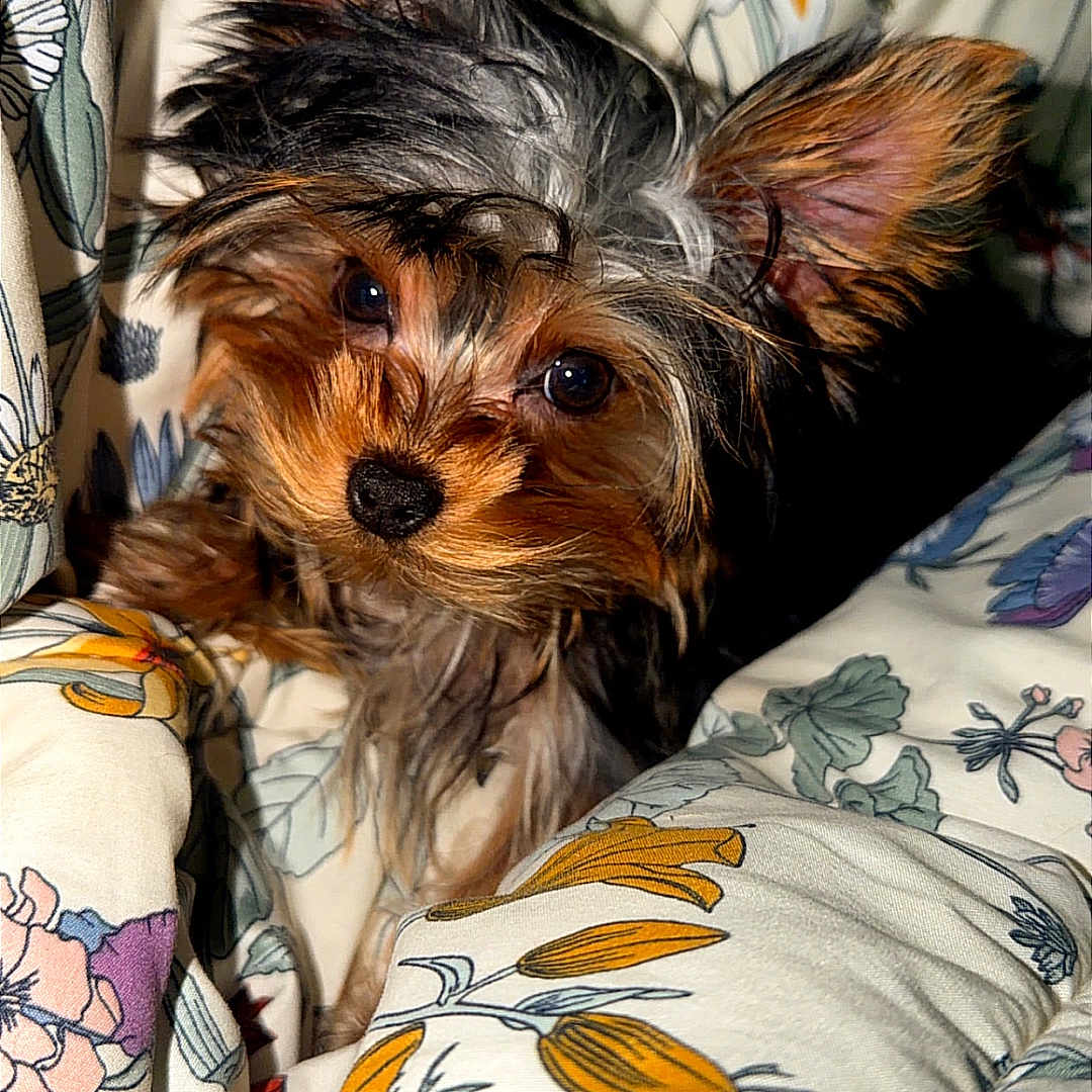 Oliver joined the competition — help win amazing prizes! dog, puppy, small_dog, yorkshire_terrier, pet, animal, ears, fur, blanket, floral_pattern, cozy, cute, indoor, snuggle, curious, face, brown, black, white, soft