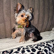 Oliver is registered to the contest to win money with this photo: dog, small_dog, yorkshire_terrier, pet, animal, cute, fur, collar, indoor, blanket, leopard_print, texture, cozy, soft_lighting, posing, curious, cute_pet, companion, furry, portrait