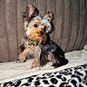 dog, small_dog, yorkshire_terrier, pet, animal, cute, fur, collar, indoor, blanket, leopard_print, texture, cozy, soft_lighting, posing, curious, cute_pet, companion, furry, portrait