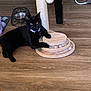 black_cat, cat, scratching_post, wooden_floor, toy, balls, purple_collar, pet, indoor, animal, feline, curious, relaxed, domestic_cat, flooring, collar, playful, household, looking_at_camera, resting