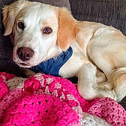 Daisy joined the competition — help win amazing prizes! blanket, canine, closeup, comfort, couch, cozy, cream_color, crocheted_blanket, dog, domestic_animal, fur, furniture, harness, home, indoor, light_brown, pet, relaxed, resting, soft_texture