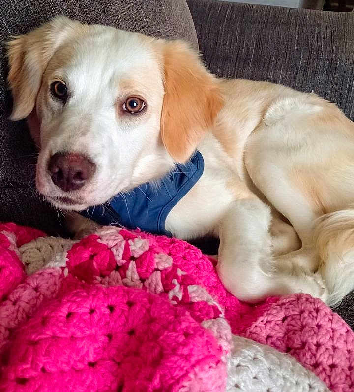 Daisy