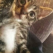 Schmeagle is registered to the contest to win money with this photo: kitten, tabby, cat, pet, feline, indoor, close_up, fur, whiskers, ears, eyes, couch, fabric, texture, cute, young, animal, mammal, domestic, cozy