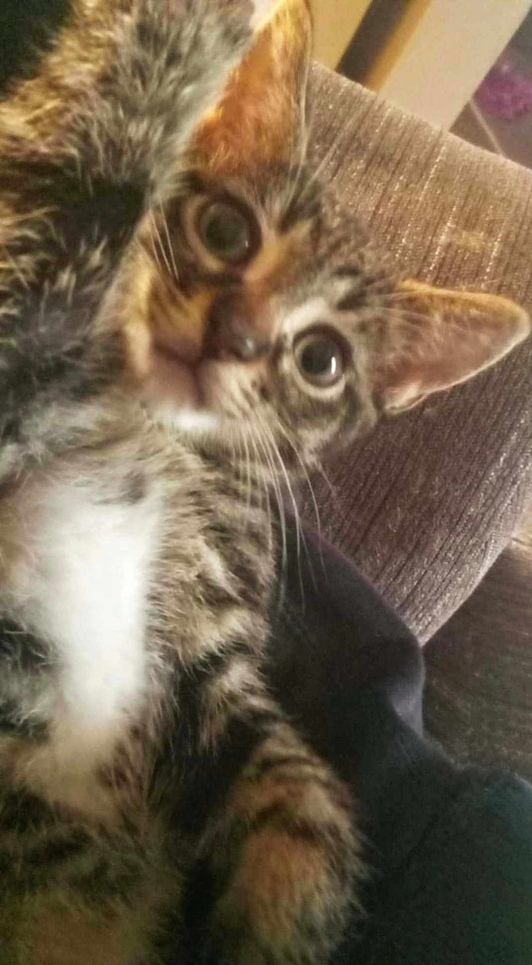 Schmeagle is registered to the contest to win money with this photo: kitten, tabby, cat, pet, feline, indoor, close_up, fur, whiskers, ears, eyes, couch, fabric, texture, cute, young, animal, mammal, domestic, cozy