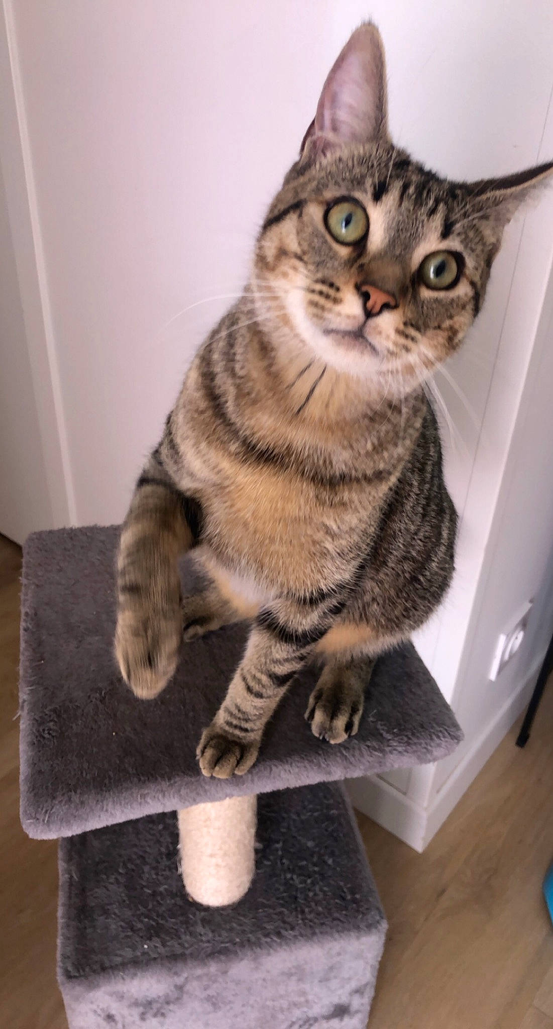 Bidou a rejoint le concours — aidez-le/la à gagner de superbes lots ! art, box, carnivore, cat, computer_keyboard, domestic_short_haired_cat, felidae, flooring, fur, paw, peripheral, sitting, small_to_medium_sized_cats, snout, tail, terrestrial_animal, whiskers