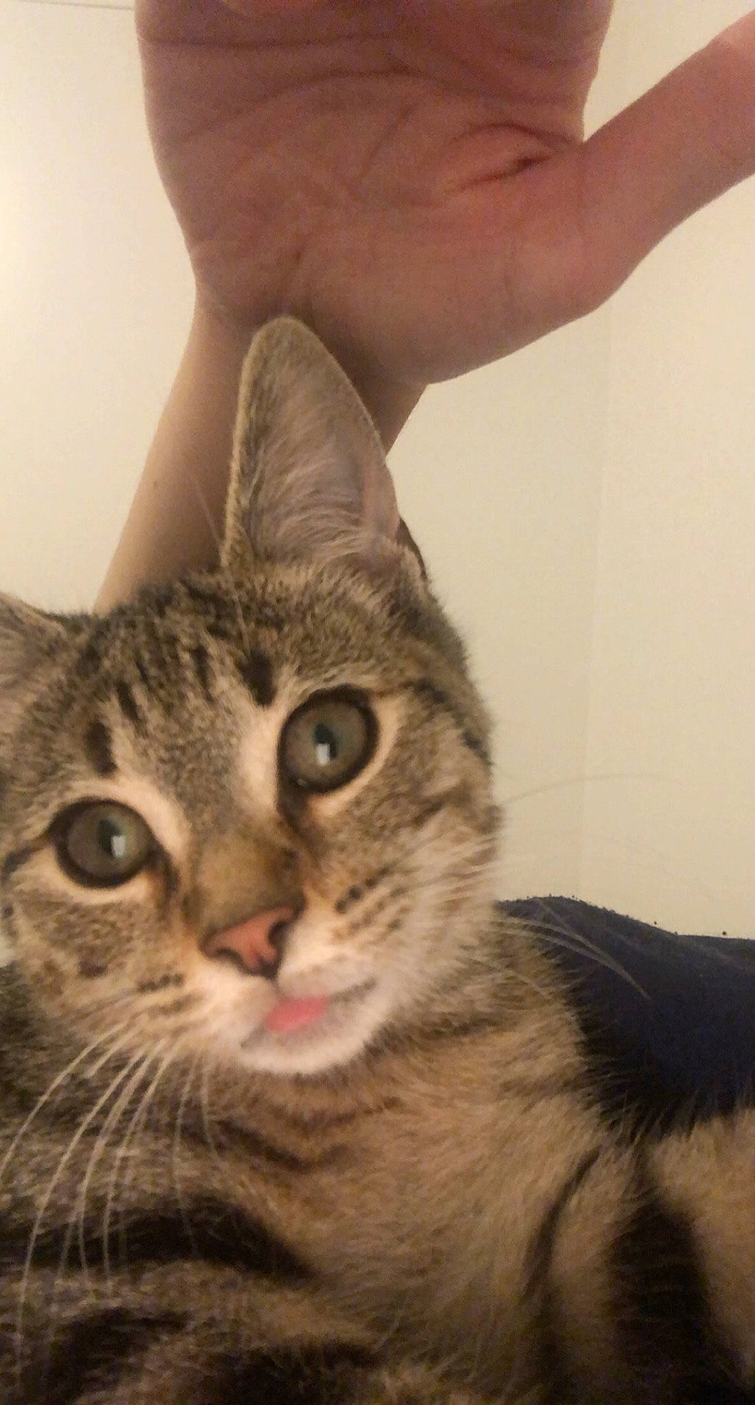 Bidou a rejoint le concours — aidez-le/la à gagner de superbes lots ! carnivore, cat, claw, comfort, domestic_short_haired_cat, ear, felidae, fur, gesture, nail, paw, small_to_medium_sized_cats, snout, tail, thumb, whiskers, wildlife