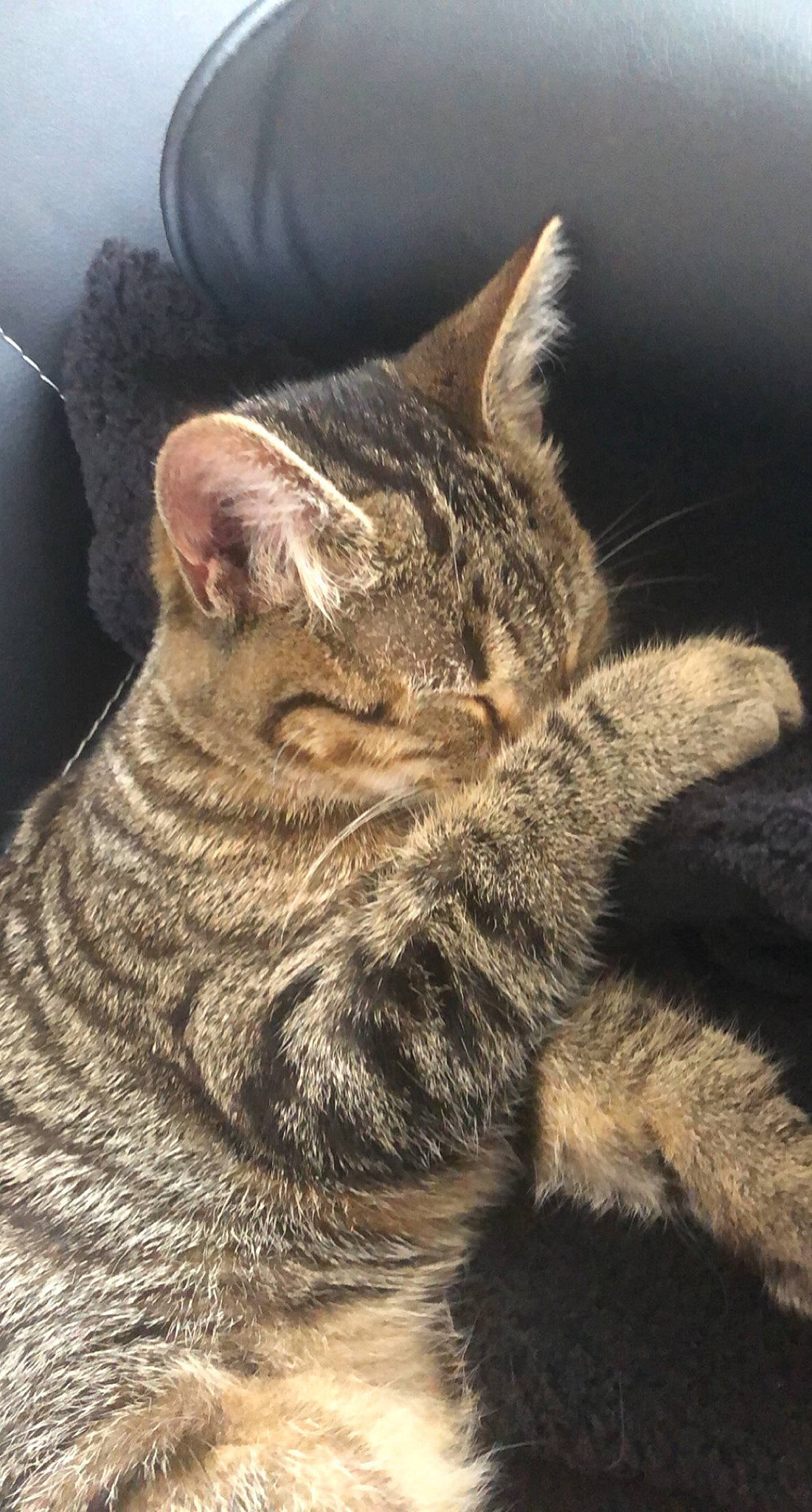 Bidou participe au concours pour gagner de l'argent avec cette photo : carnivore, cat, claw, darkness, domestic_short_haired_cat, felidae, fur, grey, paw, small_to_medium_sized_cats, snout, tail, terrestrial_animal, whiskers, wildlife