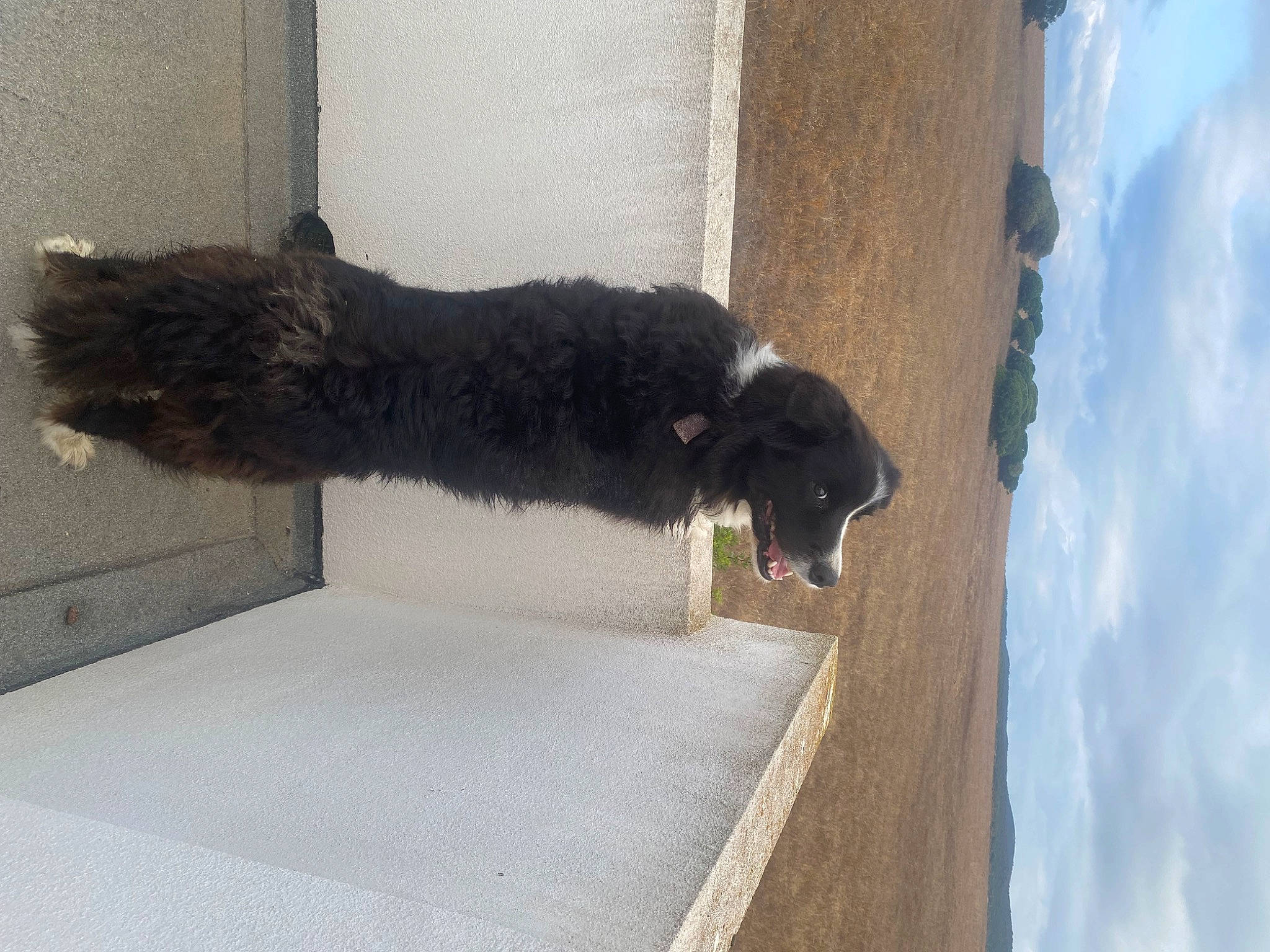 Napo a rejoint le concours — aidez-le/la à gagner de superbes lots ! american_black_bear, canidae, carnivore, cloud, dog_breed, fur, grey, road_surface, shadow, sky, sporting_group, tail, terrestrial_animal, tints_and_shades, tree, water, water_dog, wood, working_animal