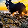Napo a rejoint le concours — aidez-le/la à gagner de superbes lots ! border_collie, cliffs, dog, fur, happy, landscape, moss, nature, ocean, outdoor, paws, portrait, rocks, rocky_shore, silhouette, sky, sunlight, sunset, tongue, wildflowers