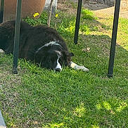 Napo participe au concours pour gagner de l'argent avec cette photo : backyard, black_and_white_fur, calm, concrete_steps, dog, grass, lawn, lying_down, metal_table, nose, outdoor, paw, pet, pot_plant, resting, shade, sidewalk, sunlight, table_leg, yellow_flower