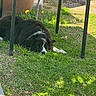 backyard, black_and_white_fur, calm, concrete_steps, dog, grass, lawn, lying_down, metal_table, nose, outdoor, paw, pet, pot_plant, resting, shade, sidewalk, sunlight, table_leg, yellow_flower