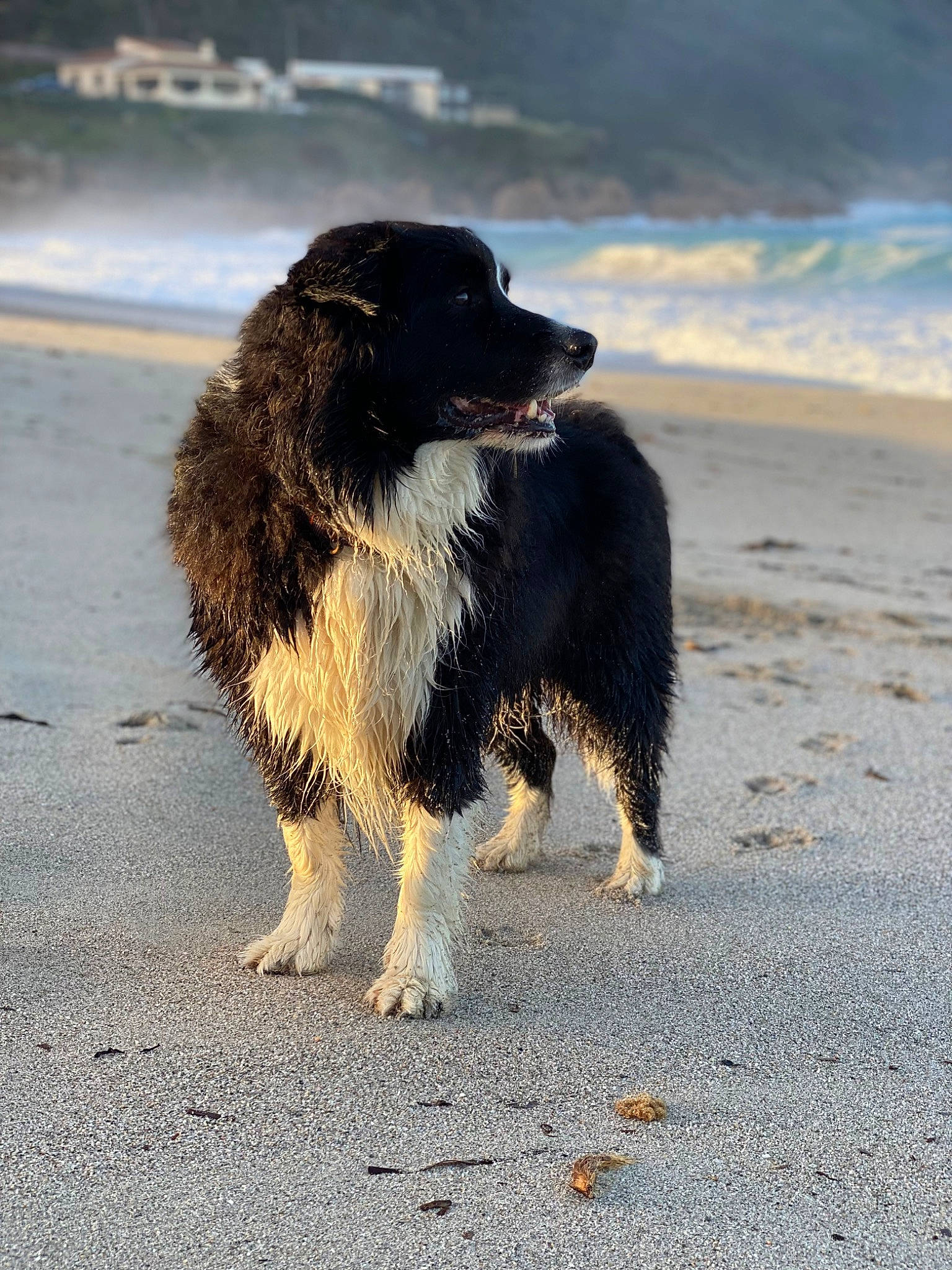 Napo participe au concours pour gagner de l'argent avec cette photo : beach, border_collie, canidae, carnivore, coast, companion_dog, dog, dog_breed, fur, herding_dog, ocean, sand, sea, sporting_group, water, wave, wind_wave, working_animal, working_dog
