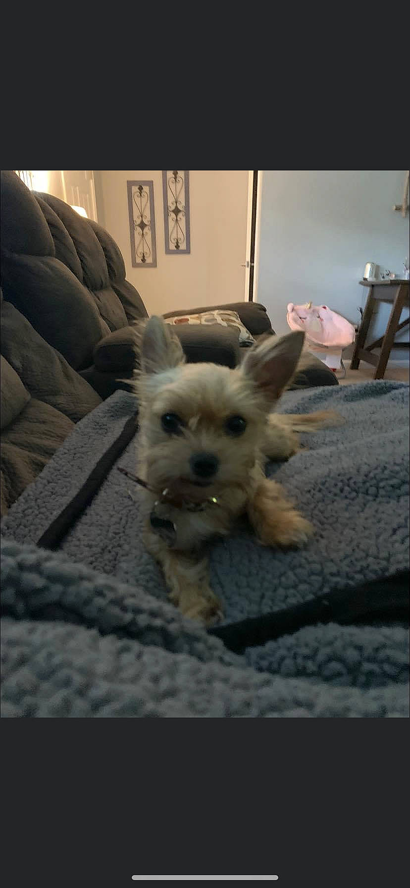 Mia is registered to the contest to win money with this photo: canidae, carnivore, comfort, companion_dog, couch, dog, dog_breed, dog_supply, fawn, flooring, fur, picture_frame, small_terrier, snout, sporting_group, tail, terrier, toy_dog, wood, working_animal