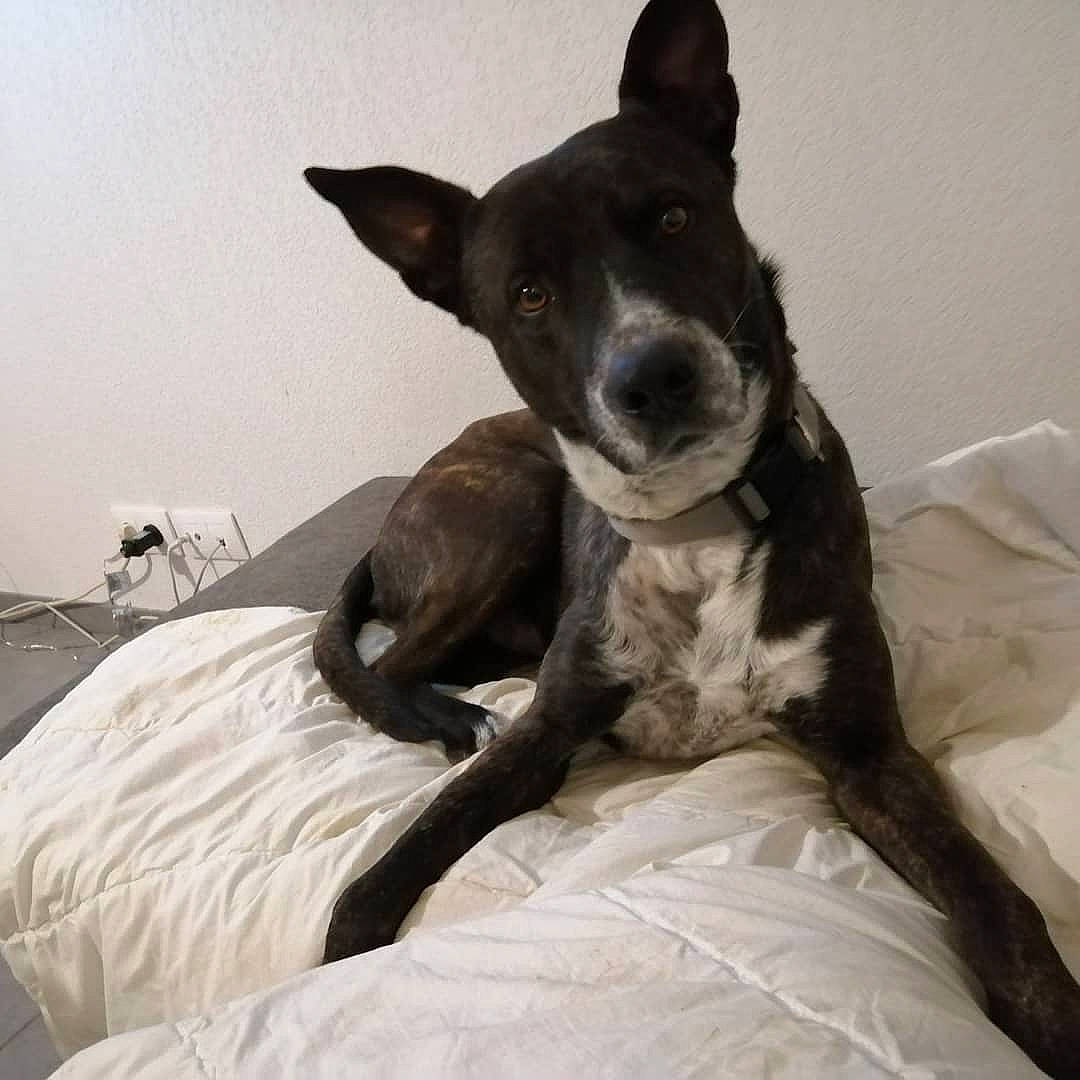 Sparky participe au concours pour gagner de l'argent avec cette photo : bed, boston_terrier, canidae, carnivore, comfort, companion_dog, dog, dog_breed, ear, fur, grey, guard_dog, linens, non_sporting_group, paw, sporting_group, terrestrial_animal, whiskers, working_animal, working_dog