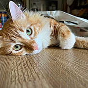 Marley a rejoint le concours — aidez-le/la à gagner de superbes lots ! cat, orange_cat, white_fur, fluffy, green_eyes, whiskers, pink_nose, lying_down, relaxed, pet, animal, close_up, portrait, wooden_floor, indoor, kitchen, jars, background, natural_light, cute