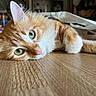 cat, orange_cat, white_fur, fluffy, green_eyes, whiskers, pink_nose, lying_down, relaxed, pet, animal, close_up, portrait, wooden_floor, indoor, kitchen, jars, background, natural_light, cute