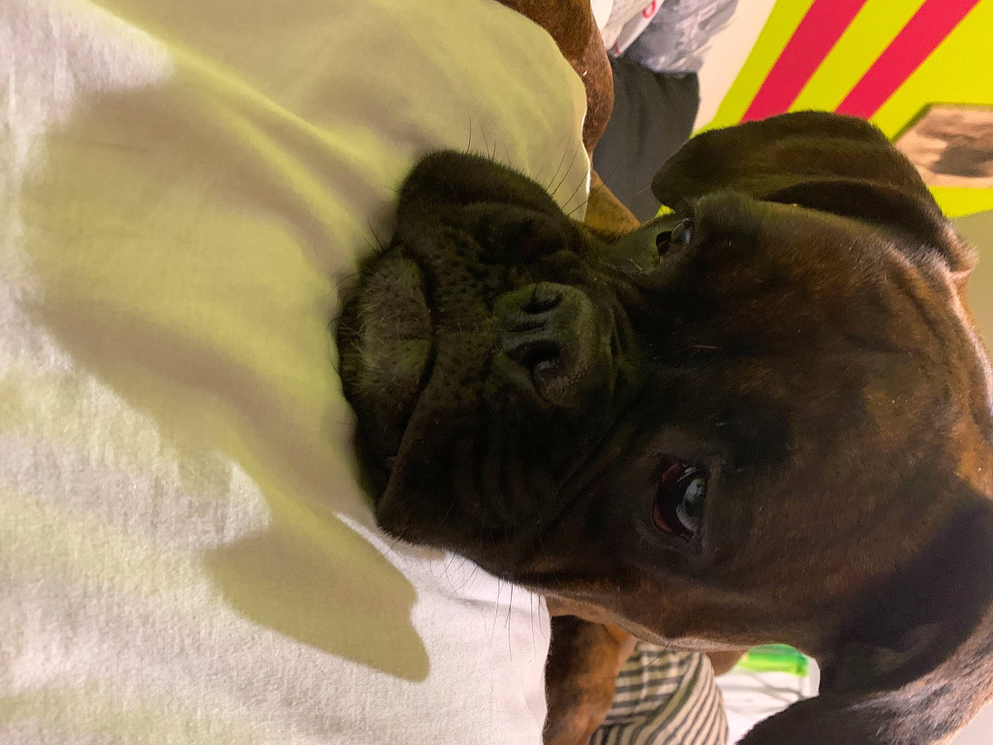 Pookie participe au concours pour gagner de l'argent avec cette photo : canidae, carnivore, comfort, companion_dog, dog, dog_breed, ear, eye, fawn, fur, gesture, guard_dog, liver, snout, sporting_group, terrestrial_animal, toy_dog, whiskers, working_animal, wrinkle