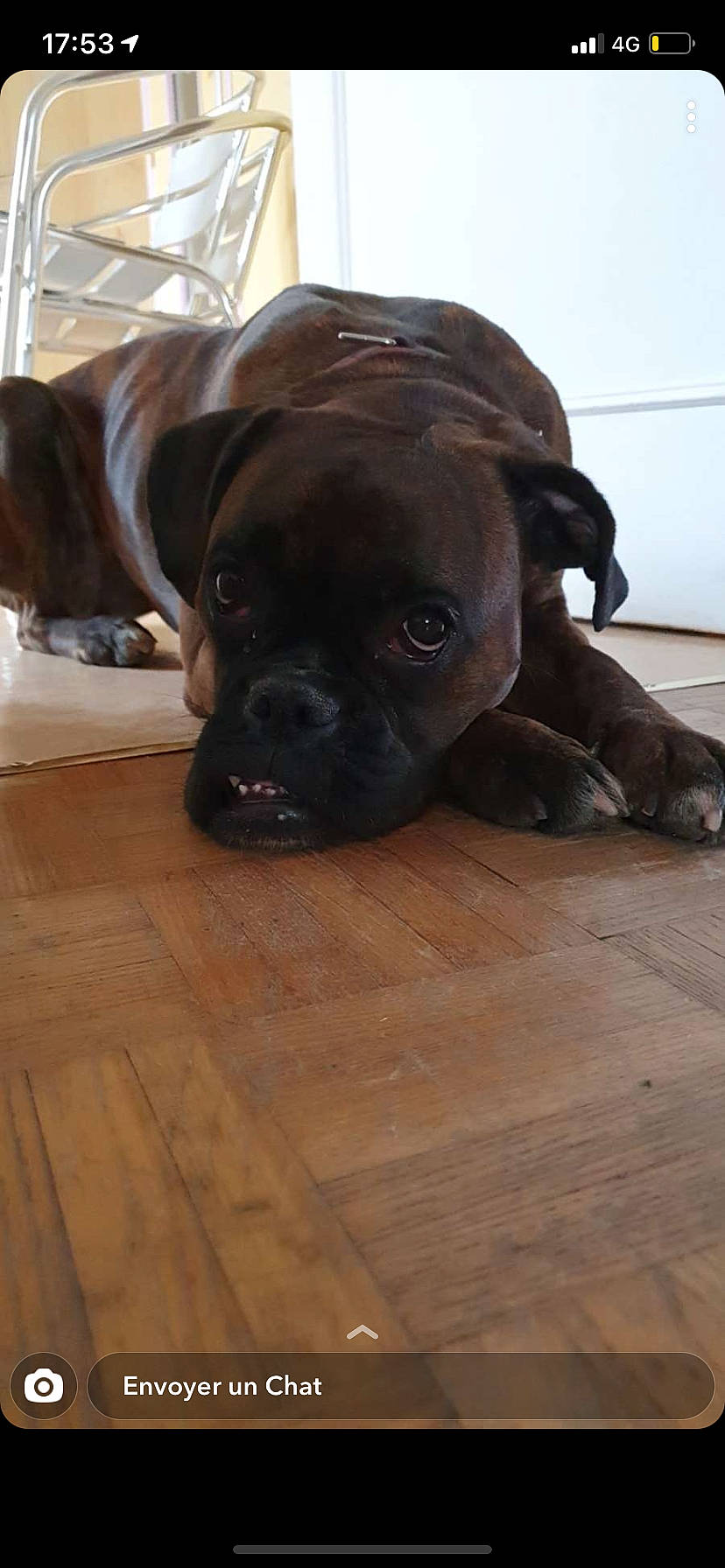 Pookie a rejoint le concours — aidez-le/la à gagner de superbes lots ! brown, canidae, carnivore, companion_dog, dog, dog_breed, fawn, floor, flooring, hardwood, laminate_flooring, liver, plank, snout, sporting_group, terrestrial_animal, wood, wood_flooring, wood_stain, working_animal