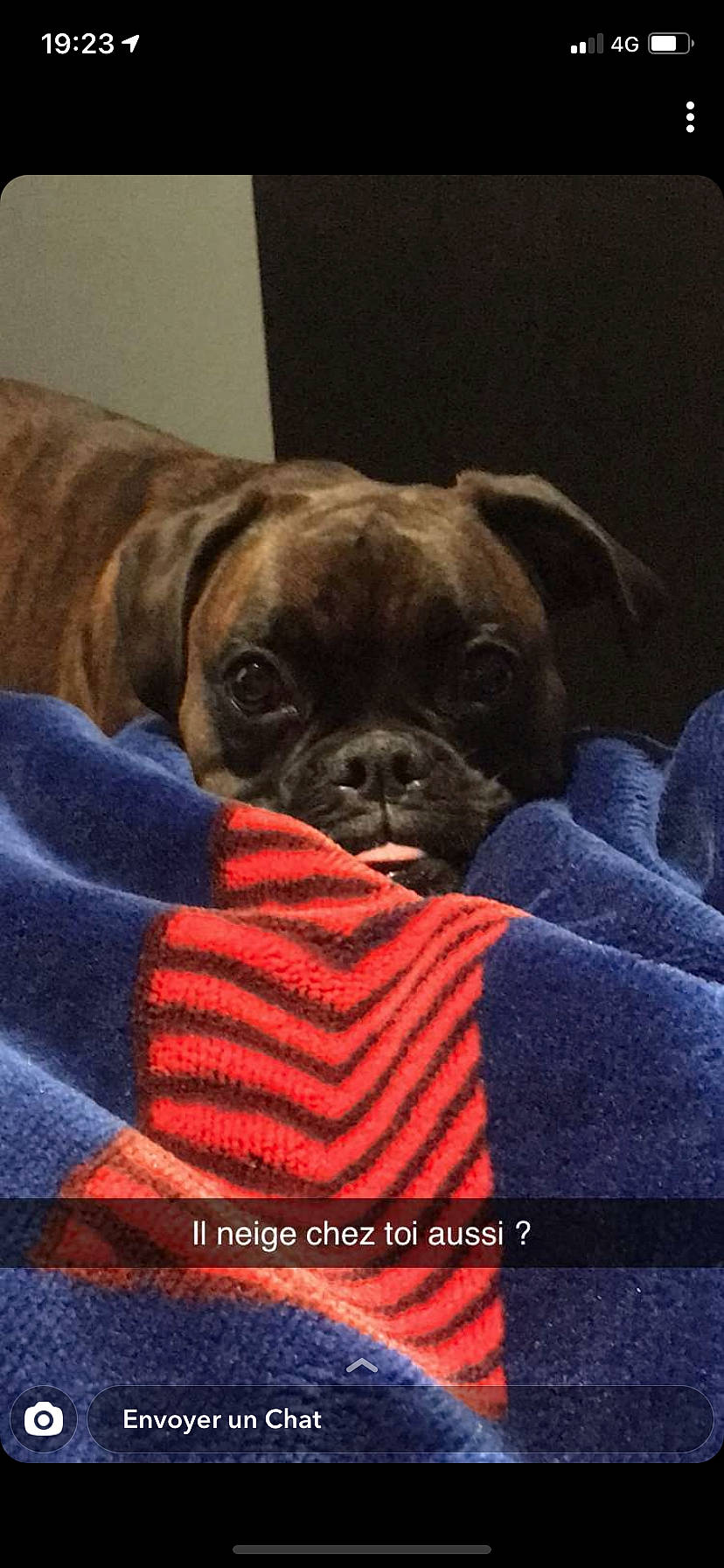 Pookie a rejoint le concours — aidez-le/la à gagner de superbes lots ! canidae, carmine, carnivore, comfort, companion_dog, dog, dog_breed, dog_supply, fawn, fur, linens, liver, nap, puppy_love, snout, sporting_group, toy_dog, whiskers, working_animal, wrinkle