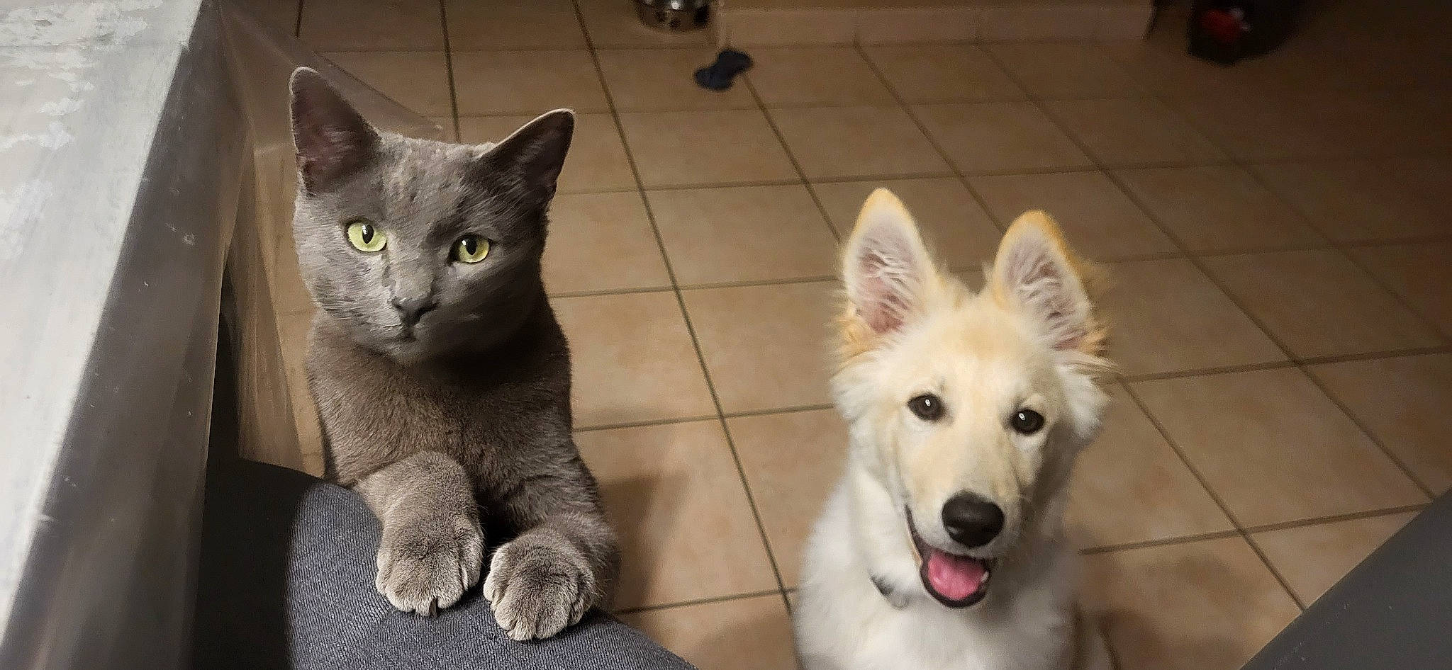 Simba participe au concours pour gagner de l'argent avec cette photo : ancient_dog_breeds, carnivore, cat, companion_dog, dog, dog_breed, dog_supply, domestic_short_haired_cat, fawn, felidae, flooring, fur, herding_dog, paw, russian_blue, small_to_medium_sized_cats, snout, tail, whiskers, working_dog