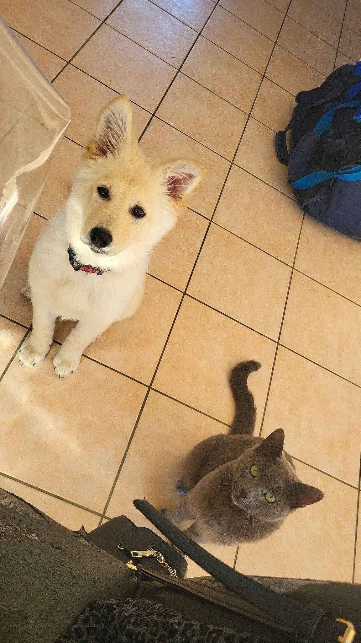 Simba participe au concours pour gagner de l'argent avec cette photo : blue, canidae, carnivore, companion_dog, dog, dog_breed, dog_supply, fawn, felidae, flooring, fur, pet_supply, small_to_medium_sized_cats, snout, sporting_group, tail, toy_dog, whiskers, wood, working_animal