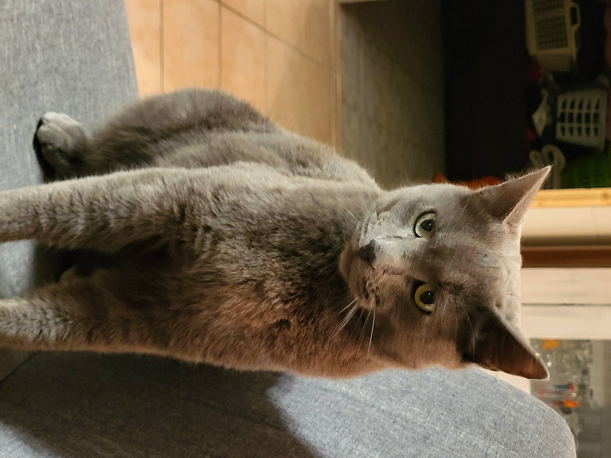 Simba a rejoint le concours — aidez-le/la à gagner de superbes lots ! carnivore, cat, comfort, domestic_short_haired_cat, felidae, fur, grey, russian_blue, small_to_medium_sized_cats, snout, whiskers, window