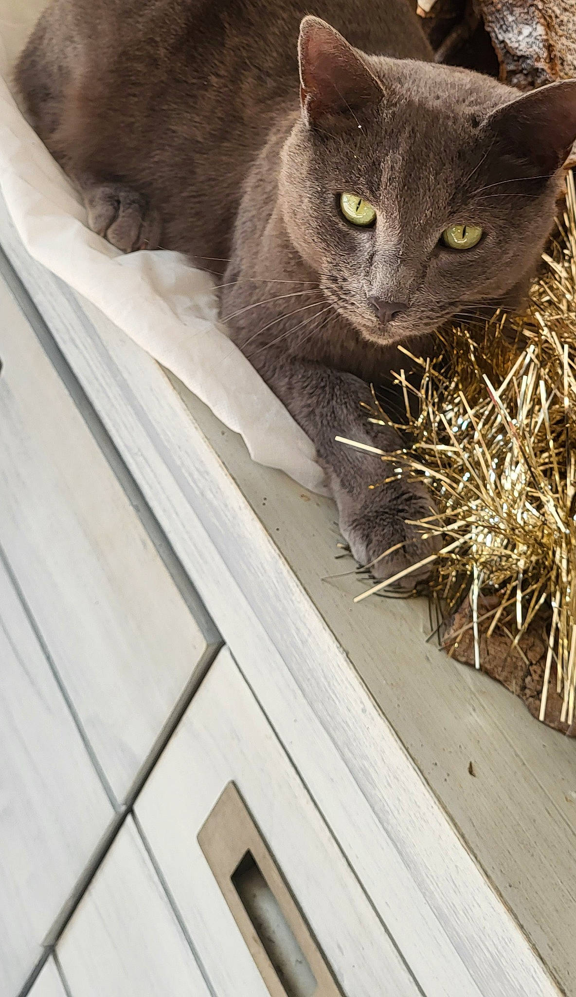 Simba a rejoint le concours — aidez-le/la à gagner de superbes lots ! black_cat, carnivore, cat, domestic_short_haired_cat, felidae, fur, grass, grey, plant, russian_blue, small_to_medium_sized_cats, snout, tail, terrestrial_animal, twig, whiskers, window, wood