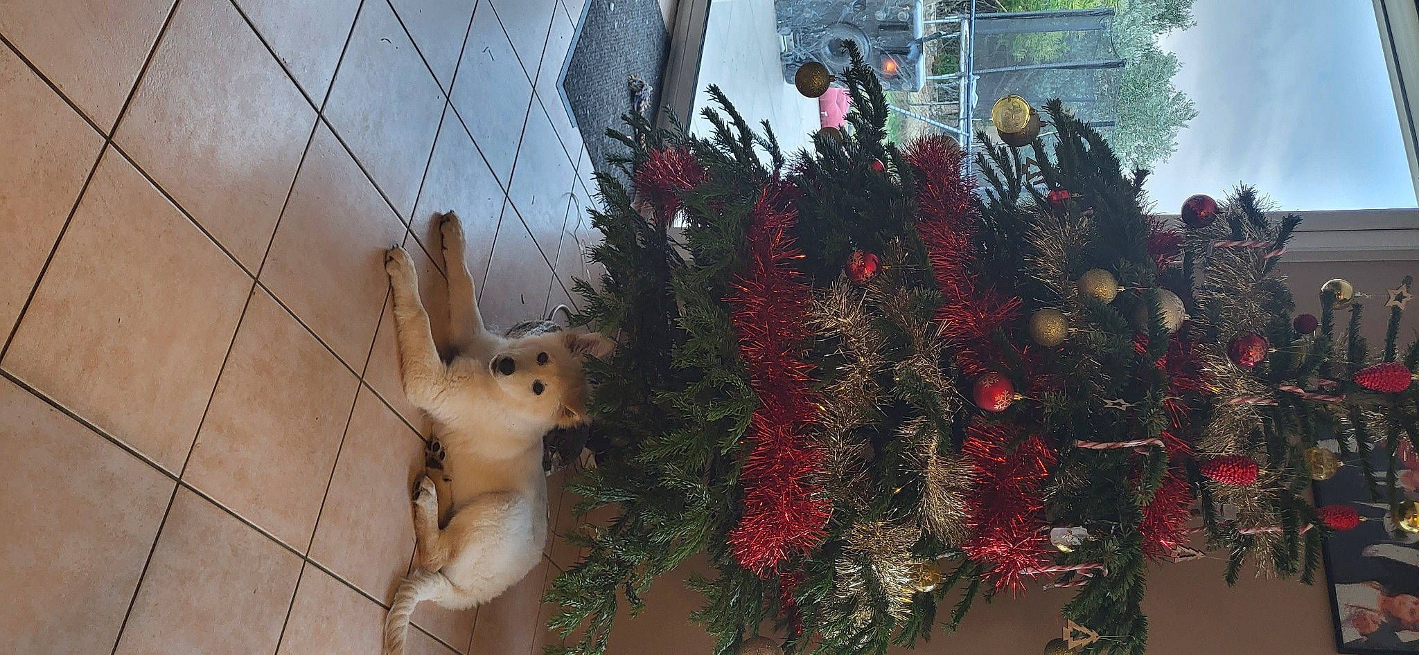 Uska a rejoint le concours — aidez-le/la à gagner de superbes lots ! art, artificial_flower, christmas_decoration, christmas_ornament, christmas_tree, conifer, event, evergreen, fawn, flower_arranging, holiday, holiday_ornament, ornament, plant, tail, toy, tree, twig, window, wood